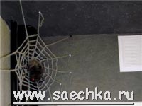 Чёрный санузел с пауком на паутине
